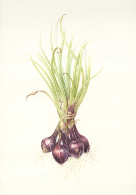 allium  red scallions  watercolour image size 210x410mm approx 450x644