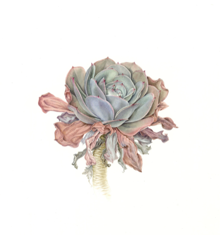 echeveria watercolour 450x480