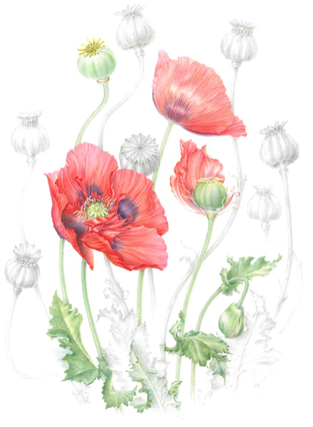 papaver somniferum  opium poppy  watercolour and graphite image size 450x620mm approx 450x613